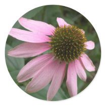 Cone Flower sticker