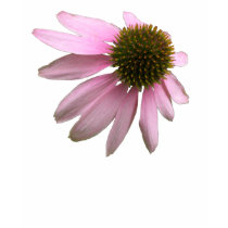 Cone Flower tshirt