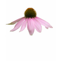 cone flower tshirt