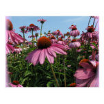 Cone Flowers Postcard