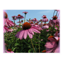 Cone Flowers Postcard postcards
