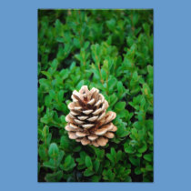 Cone photography
