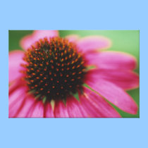Cone Plant Abstract on Canvas canvas prints