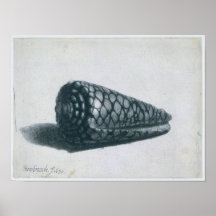 Cone Shell Poster