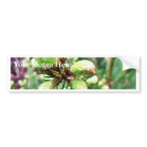 Cone Sprouts bumper stickers
