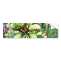 Cone Sprouts bumper stickers