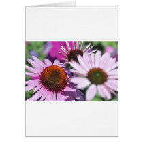 Coneflower and other flowers cards