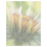 Coneflower Bud Letterhead