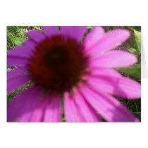 coneflower cards