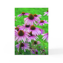 Coneflower Greeting Card