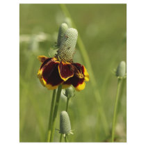 Coneflower Letterhead