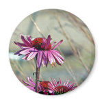 Coneflower magnets