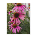 Coneflower post card