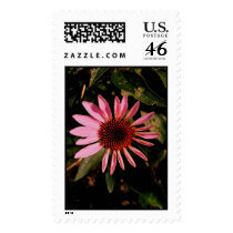Coneflower postage by princessklb07 Coneflower postage