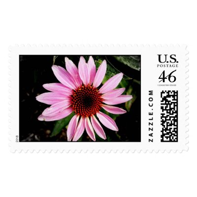 Coneflower Stamp by princessklb07