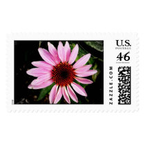 Coneflower postage