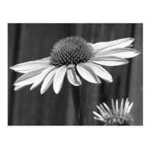 Coneflower Postal