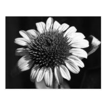 Coneflower Postales