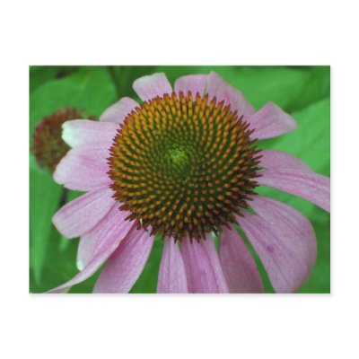 Coneflower Post Card by Victoreeah