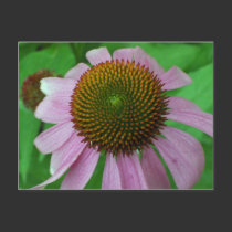 Coneflower postcards by Victoreeah Coneflower postcards
