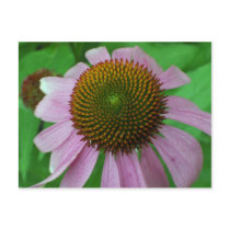 Coneflower postcards by Victoreeah Coneflower postcards