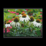 Coneflower Postcard postcards