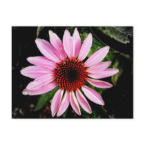 Coneflower postcards by princessklb07 Coneflower postcards