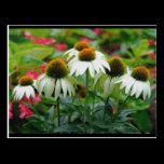 Coneflower Postcard postcards