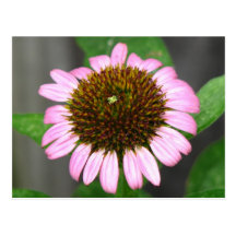 Coneflower púrpura postales