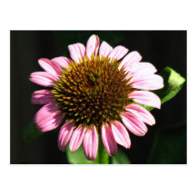 Coneflower púrpura tarjetas postales