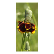 Coneflower Rack Cards