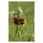 Coneflower Stationery