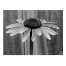 Coneflower Tarjetas Postales