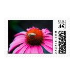 Coneflower w Bee Postage Stamp