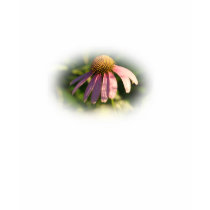 Coneflower  with verse t-shirts