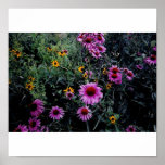 Coneflowers & Black-Eyed Susans_1a Posters