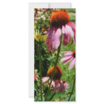 Coneflowers in Garden Full Color Rack Card