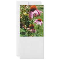 Coneflowers in Garden Rack Cards