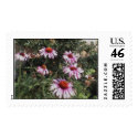coneflowers postage by Eye4birds coneflowers postage