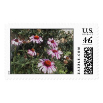 coneflowers postage by Eye4birds coneflowers postage