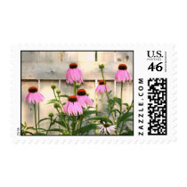 Coneflowers Stamps