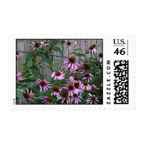 Coneflowers Postage Stamps by allthingsnatural Coneflowers Postage Stamps