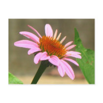 Coneflowers Post Cards