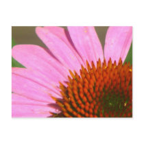 Coneflowers Post Card
