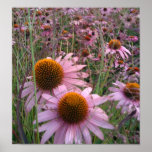 Coneflowers Print