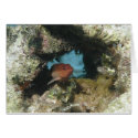 Coney Grouper Card by Flic13 Coney Grouper Card