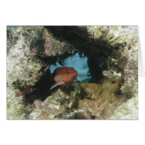 Coney Grouper Card
