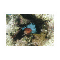 Coney Grouper posters