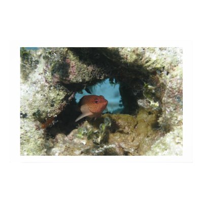 Coney Grouper Print by Flic13