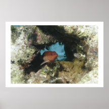Coney Grouper Print